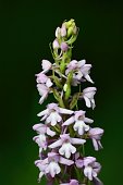 Sul Sentiero dei fiori dalla Val d'Arera al Passo Branchino - FOTOGALLERY